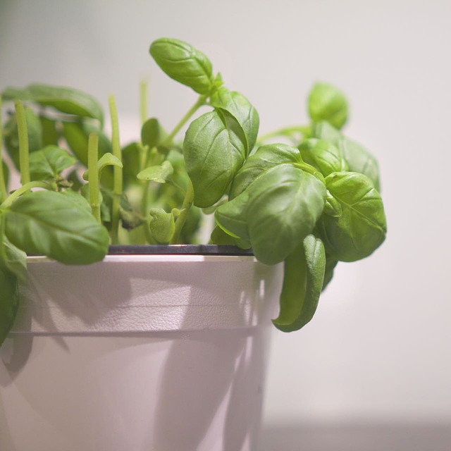 Ten siempre a punto tus plantas aromáticas