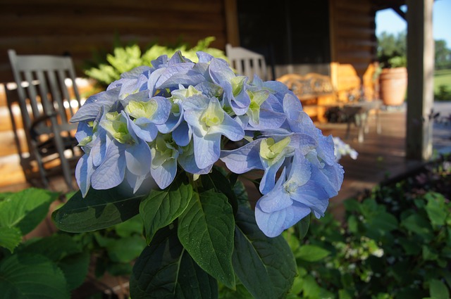 Prepara tus plantas para el verano. La Hortensia