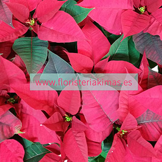 Llega la Navidad y con ella la "Poinsettia" o "Flor de Pascua"